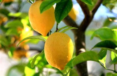 檸檬樹上檸檬果 檸檬樹下你和我 為什麼會長痣
